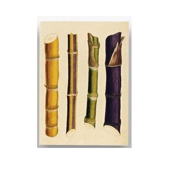 Pastkarte THE STEMS OF SUGAR CANE (11,5 x 16 cm)