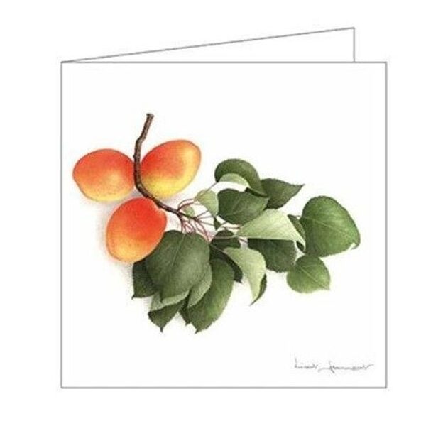 Atklātnīte ar aploksni BERGERON APRICOTS (15 x 15 cm)