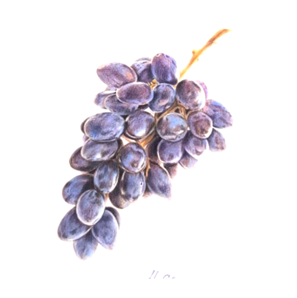 No 02.11. Mini-kurss: "Botaniskā ilustrācija ar krāsu zīmuļiem iesācējiem"/ PIRMDIENĀS 18.00-20.30