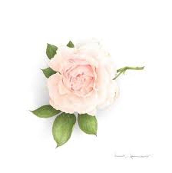 Atklātnīte ar aploksni ROSE MADAME ALFRED CARRIERE (15 x 15 cm)
