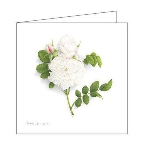 Atklātnīte ar aploksni ROSE MADAME PLANTIER (15 x 15 cm)