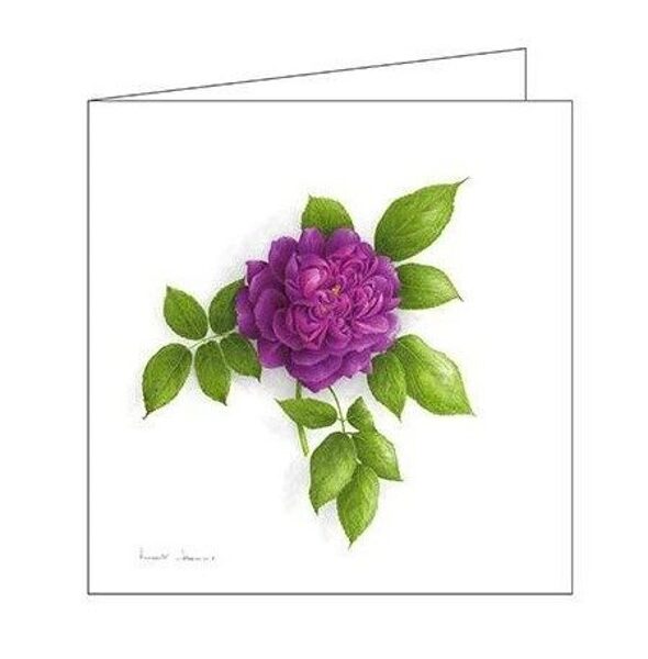 Atklātnīte ar aploksni ROSE REINE DES VIOLETTES (15 x 15 cm)
