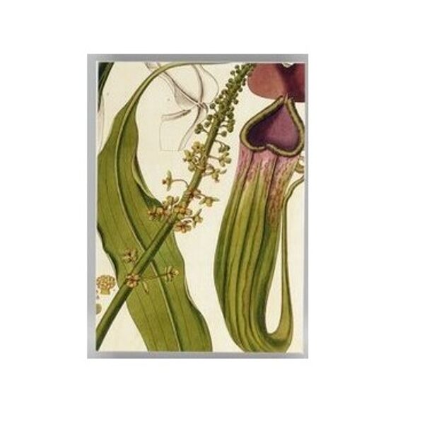 Pastkarte THE CARNIVOROUS PITCHER PLANT (11,5 x 16 cm)