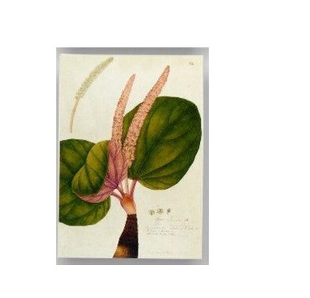 Pastkarte THE LOW-GROWING SPECIES OF RHUBARB (11,5 x 16 cm)