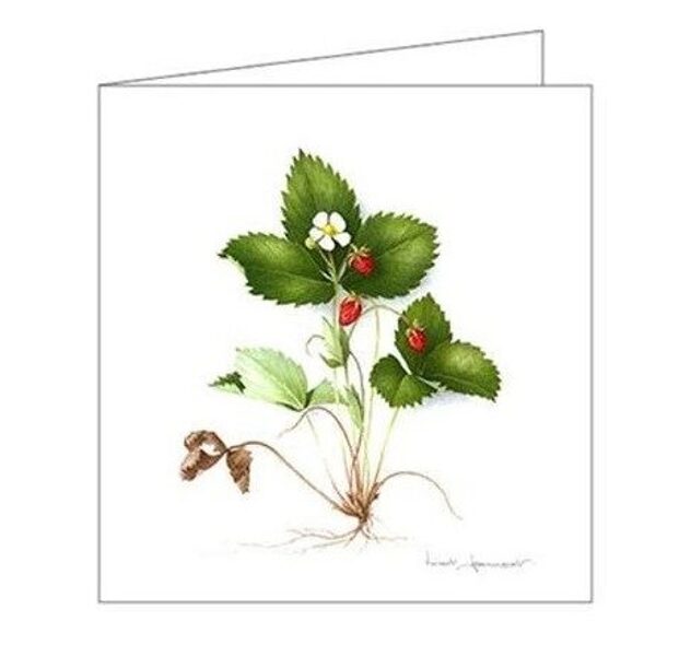 Atklātnīte ar aploksni WILD STRAWBERRIES (15 x 15 cm)